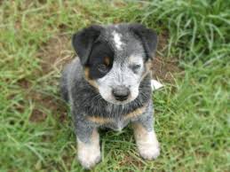Australian cattle dog , 8 months old. A Blue Australian Cattle Dog Aged 7 Weeks Showing A Unilateral Facial Download Scientific Diagram