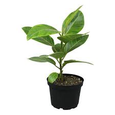 Image result for Ficus demeusei