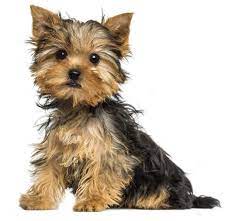 The Ultimate Dog Breed Guide By Size Entirelypets
