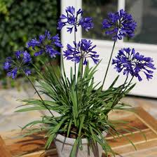 We did not find results for: Agapanthus Brilliant Blue African Lily