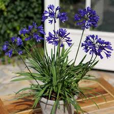 Buy plant pot feet on amazon. Agapanthus Brilliant Blue African Lily