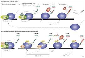 Learn about rna polymerase with free interactive flashcards. Genome Wide Rna Polymerase Ii Not Genes Only Trends In Biochemical Sciences