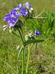 Bougainvillea vines produce some of the most brilliantly colored flowers in the plant world. Weed Of The Week Spiderwort Panhandle Agriculture