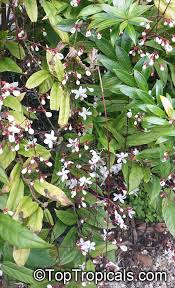 Image result for Clerodendrum abilioi
