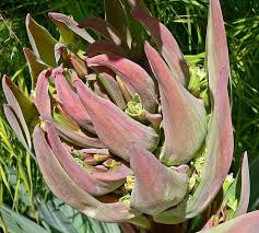 Image result for Beschorneria sp. (Biegel 5357)