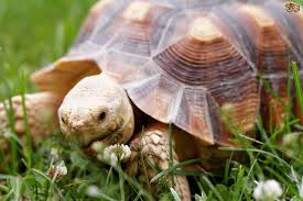 Etsy uses cookies and similar technologies to give you a better experience, enabling things like: Are Tortoises Affectionate Pets Pets4homes