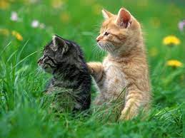 The Main Health Guide To Take Care Of Your Pets Pouted Com Kittens Cutest Funny Animals Kittens