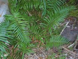 Image result for Equilabium parvum