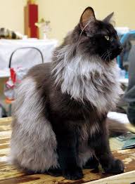 Pin On Norwegian Forest
