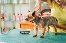 At wag n' wash natural pet food & grooming, we understand that your cats & dogs are more than just pets, they are cherished members of the family. The 10 Best Pet Groomers In Minnesota