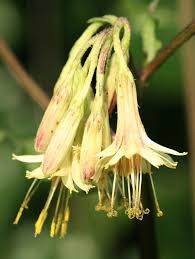 Image result for Bothriocline quercifolia