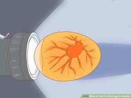 How To Tell If A Bird Egg Is Infertile 5 Steps With Pictures
