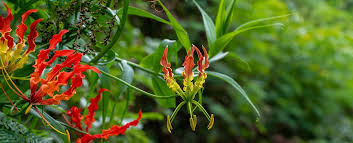Image result for Gloriosa superba