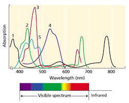 Chlorophyll is the pigment that gives plants their green color, and is an essential component of photosynthesis whereby plants derive their energy for metabolism, growth, and reproductive processes. Light And Photosynthesis Study Solutions