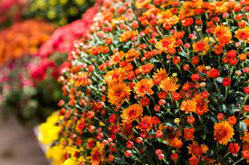 We did not find results for: How To Keep Your Mums Thriving All Season Farmers Almanac