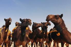 A single camel can be bought from 200 to 400 us$ at birqash market, but in the pyramids of giza is an easy 30. Red Camels Stock Image Image Of Animal Kuwait Middle 29278609