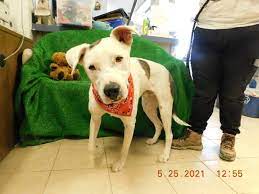 Check spelling or type a new query. Dog For Adoption Jax A Terrier Mix In El Paso Tx Petfinder
