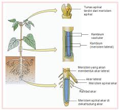 Apa Itu Jaringan Meristem Berdasar Pembentukan Dan Letak