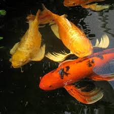 Check spelling or type a new query. Nhá»¯ng Ä'iá»u Cáº§n Biáº¿t Khi Nuoi Ca Chep Vang