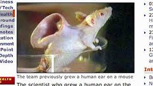 The vacanti mouse was a laboratory mouse 1 that had what looked like a human ear grown on its back. Human Ear Created In Lab Using 3d Printing Video Dailymotion