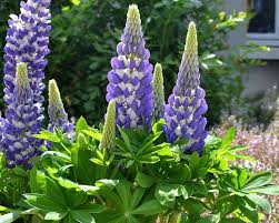These usually have blue, white, or yellow flowers. Lupine Mini Gallery Blue Bicolor Bluestone Perennials