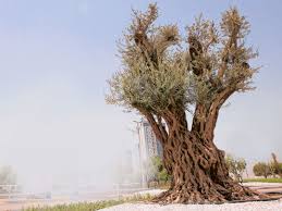 It needs regular watering to thrive. 800 Year Old Olive Tree Finds Home In Abu Dhabi Uae Gulf News