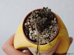 Image result for Anacampseros subnuda