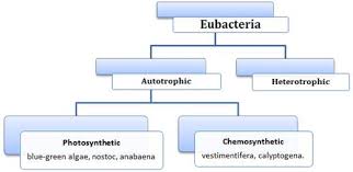 biological classification class 11 notes biology