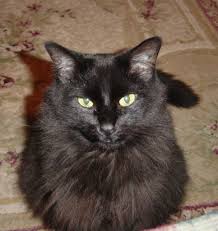 Black Baby Kittens With Green Eyes 38 Awesome Fluffy Black Cats With Green Eyes Images Fluffy Black Cat Black Cat Cats And Kittens