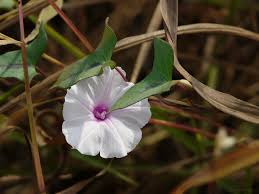 Image result for Ipomoea marginata