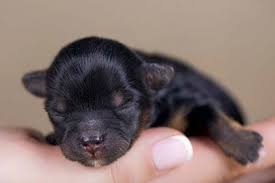 When Do German Shepherd Puppies Open Their Eyes