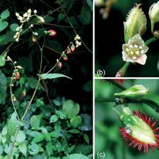 Image result for Colletoecema