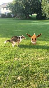 I M About To Dump Out You Better Not Be Filming This Pokemon Pokemon Go Catch Pokemon