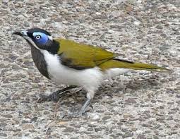 Pin On Birds