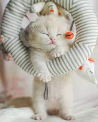 Sleeping Kitty Even Hanging Up Sleepy Kitten Cat Lovers Cute Cat Gif