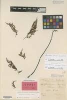 Image result for Cheilanthes schimperi