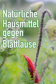 Blattlause Bekampfen Mit Naturlichen Hausmitteln Tipps Und Tricks Hausmittel Gegen Blattlause Hausmittel Blattlause Bekampfen Hausmittel