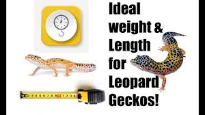 Ideal Weight And Length For Leopard Geckos
