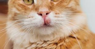 They seem to cause no pain. Cat With Swollen Lip What Is The Cause Zooawesome