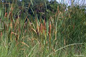 Image result for Typha capensis