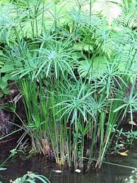 Papyrus Cyperus Papyrus Papyrus Sedge Or Paper Reed Is A Monocot Belonging To The Sedge Family Cyperaceae A Herbaceous Pere Plants Pond Plants Uk Plants Uk