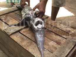Maybe you would like to learn more about one of these? Rare Deep Sea Fish Caught In Shallow Waters Off Sri Lanka