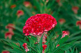 9 Different Types Of Celosia Flowers Home Stratosphere