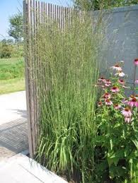 Manufacturers darken bamboo through a process called carbonization. 120 Bamboo Grasses Ideas Bamboo Grass Plants Ornamental Grasses