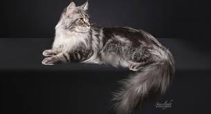 Maine coon kittens are such cute kittens! Aoi Neko Maine Coons Aoi Neko Maine Coons