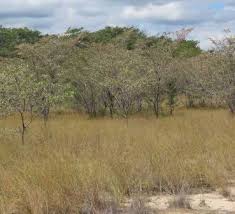 Image result for Vangueria ferruginea