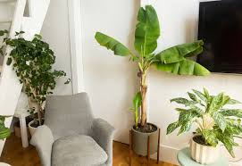 Bananas should flower in spring to early summer, and banana tree fruit should set in early summer. Banana Tree Plant Care Growing Guide