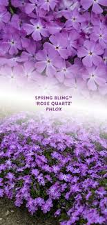 Normally, i have great success with phlox reblooming after deadheading. 26 Perennials For Spring Ideas In 2021 Perennials Plants Flowers Perennials