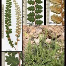 Image result for Pteridaceae