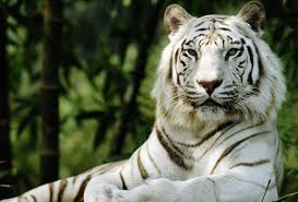 A white bengal tiger in bannerghatta national park, bangalore the white tiger is a recessive mutant of the bengal tiger, which was reported in the wild from time to time in assam, bengal. This Is The Dark Truth Behind White Tigers